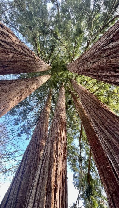 Oranga Sequoias